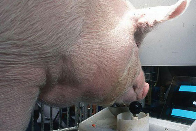 Khoa học chứng minh loài heo không ngốc nghếch như chúng ta tưởng