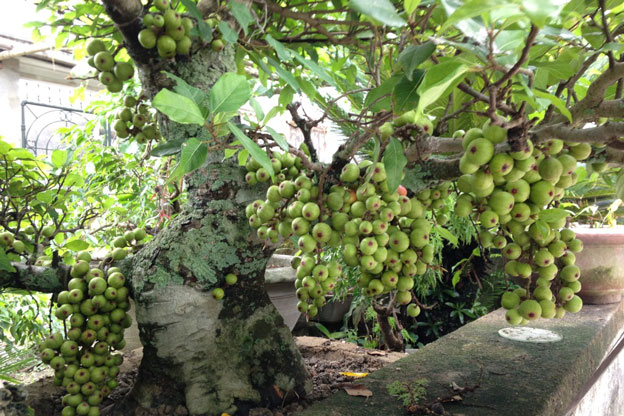 Những công dụng thần kì của quả sung