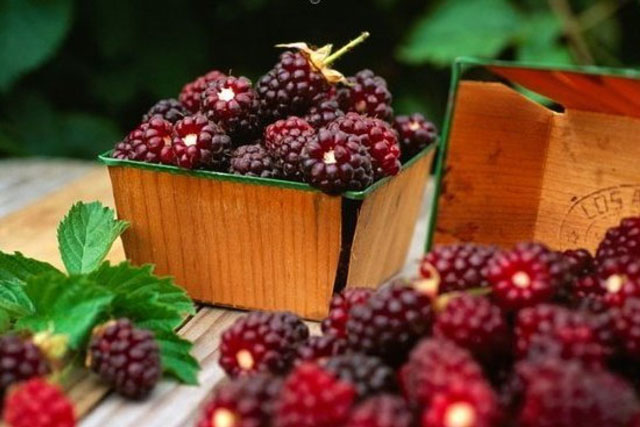 Lợi ích chữa bệnh từ dâu tằm cực hữu ích