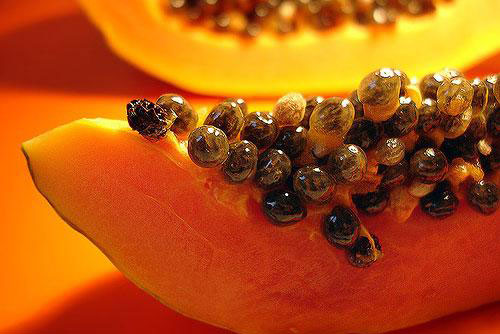 Dùng hạt đu đủ chữa gai cột sống hiệu quả