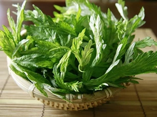 Sử dụng ngải cứu như một bài thuốc chữa bệnh hiệu quả