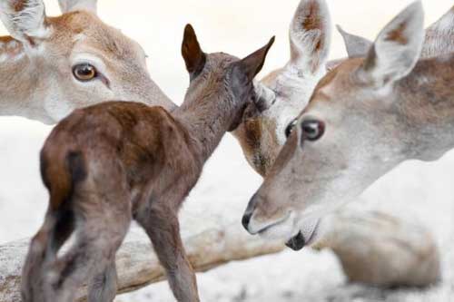 Khoảnh khắc dịu dàng hiếm có của động vật