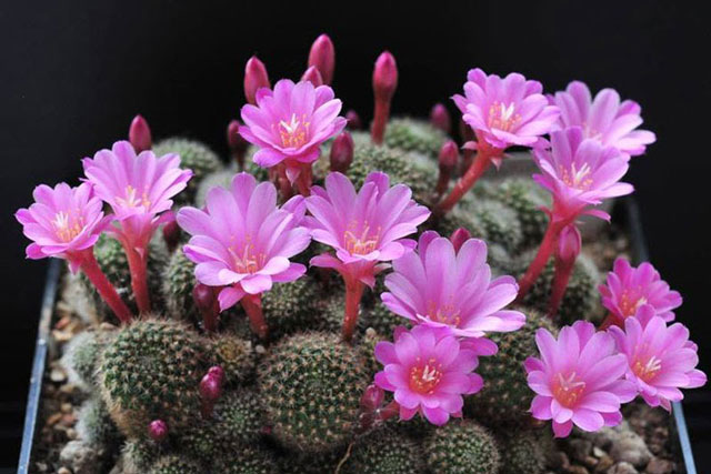 4 loại cây phá nát phong thủy, tiêu hoa tài lộc, tuyệt đối không đặt trong nhà