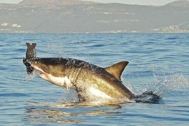 Chỉ trong 50 năm, 70% số lượng cá mập trên toàn thế giới đã biến mất