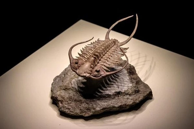 Hóa thạch của loài trilobite, một trong những loài động vật chân đốt sớm nhất trên Trái đất. Ảnh: Shutterstock.