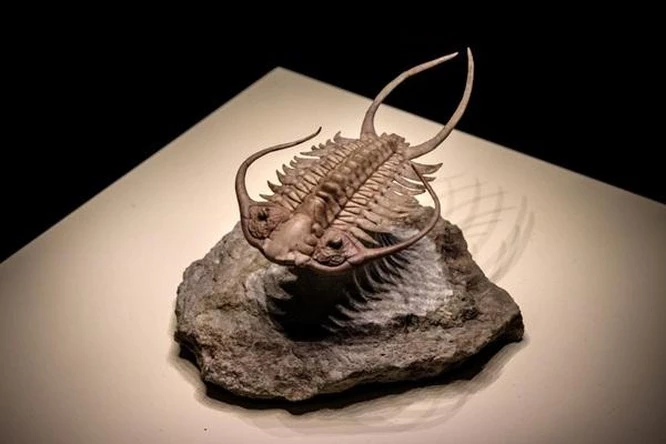Hóa thạch của loài trilobite, một trong những loài động vật chân đốt sớm nhất trên Trái đất. Ảnh: Shutterstock. Hóa thạch của loài trilobite, một trong những loài động vật chân đốt sớm nhất trên Trái đất. Ảnh: Shutterstock.