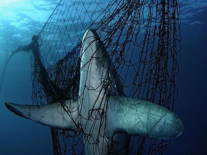 Số lượng cá mập đang sụt giảm nghiêm trọng trong những năm gần đây (Ảnh: Gizmodo)