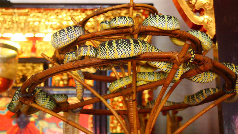 Ghé thăm ngôi đền toàn rắn độc bò lổm ngổm trên đầu du khách