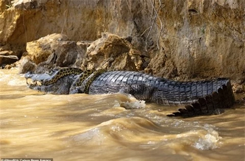 Ca sau choi don doc thoat khoi tran khong lo Anaconda