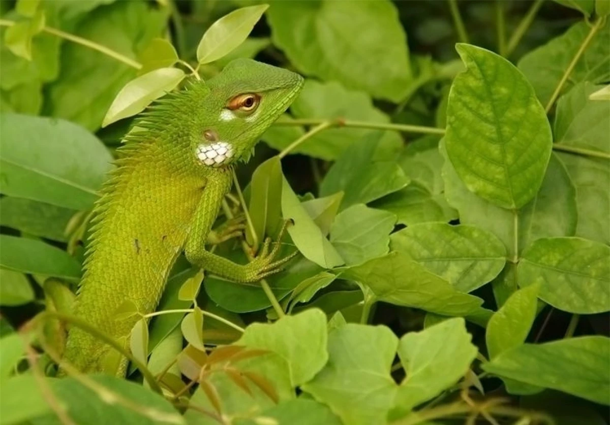 Khả năng ngụy trang tuyệt vời để hòa mình vào môi trường xung quanh.