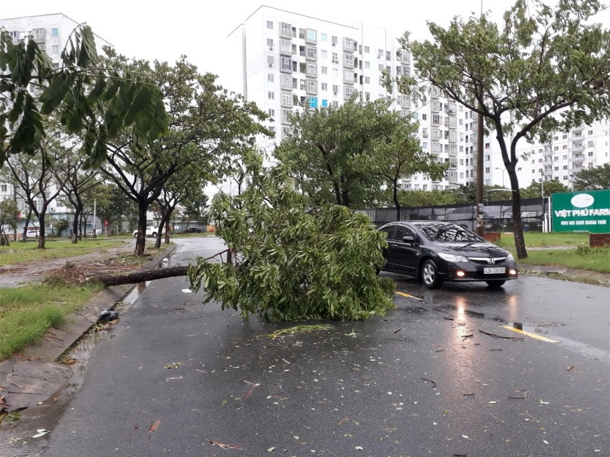 Cây xanh ngã đổ trên đường phố Đà Nẵng sáng 17/10.