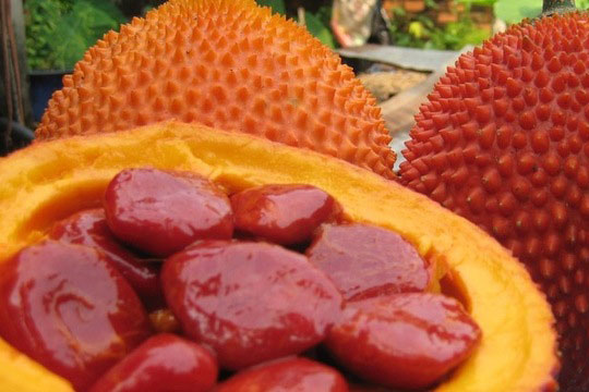 Tác dụng chữa bệnh vượt trội của hạt gấc