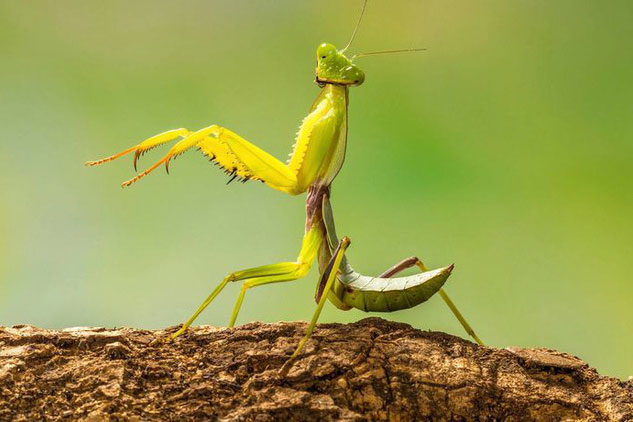 Sau khi bọ ngựa giao phối, tại sao bọ ngựa cái lại luôn tìm cách để ăn thịt con đực?