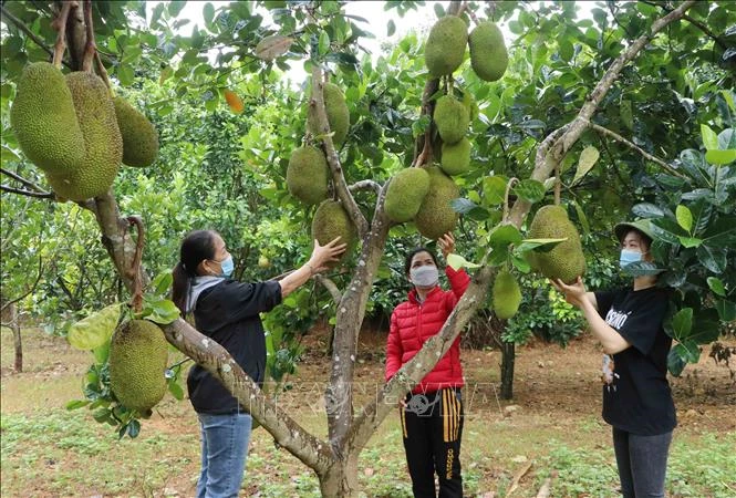 Hội Phụ nữ phường Tân Phong, thành phố Lai Châu thăm mô hình trồng cây ăn quả của chị Nguyễn Thị Bé. 
