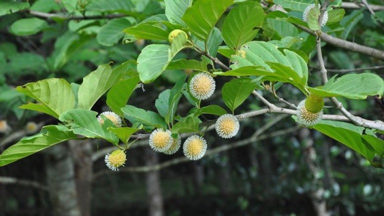 Loại cây trồng làm hàng rào, giờ bán được tiền tỷ, quả chín ăn vô cùng thơm ngon