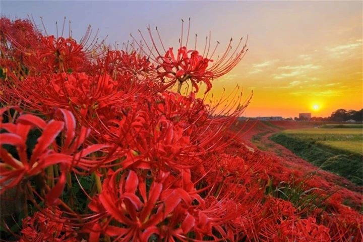 Xao xuyến ngắm sắc đỏ đầy mê hoặc của loài ‘hoa địa ngục’ khi thu về - 2
