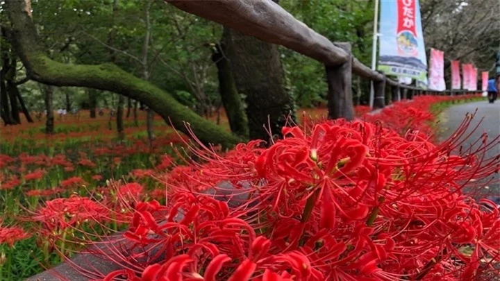 Xao xuyến ngắm sắc đỏ đầy mê hoặc của loài ‘hoa địa ngục’ khi thu về - 3