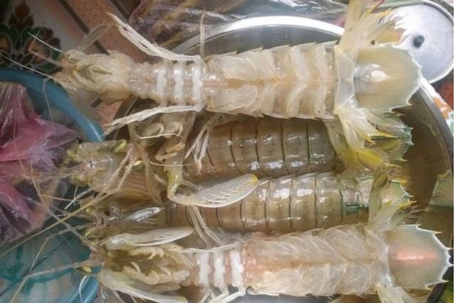 Cách chọn mua bề bề tươi ngon, nhiều thịt, chỉ người dân vùng biển mới biết