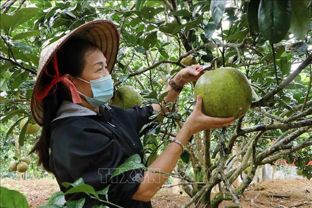 Bà Nguyễn Thị Bé, tổ 15, phường Tân Phong, thành phố Lai Châu thu hoạch bưởi. 
