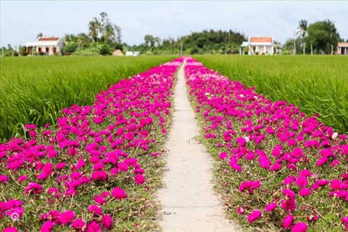 Con đường hoa mười giờ độc đáo ở miền Tây, mộc mạc nhưng vẫn hút mắt