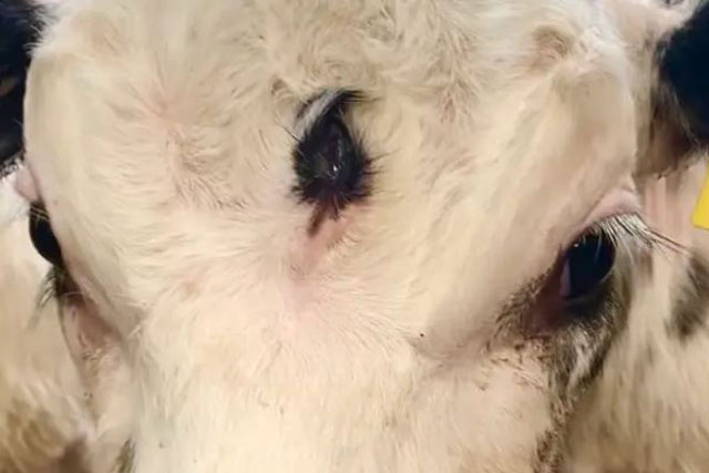 Chú bê 'cực hiếm', sinh ra có con mắt thứ ba