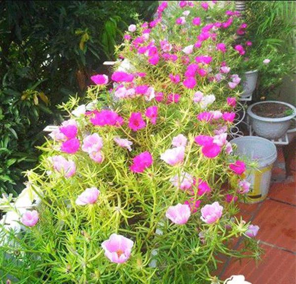 Những loại cây nở hoa đẹp và chịu được nắng, mùa hè nhất định phải trồng ở ban công