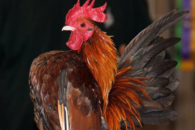 Loài gà nhỏ nhất thế giới sở hữu khả năng đặc biệt