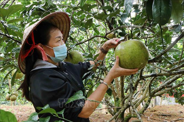 Mô hình làm làm kinh tế giỏi của phụ nữ Lai Châu