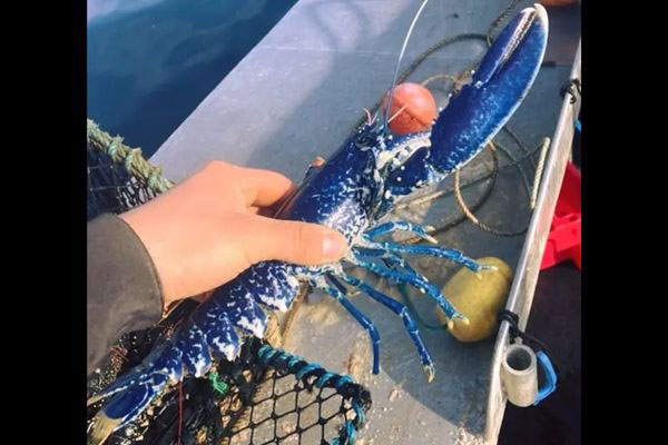 Nam thanh niên bắt được tôm hùm “hai triệu con mới có một"