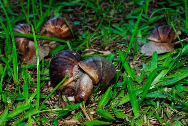 Mỹ vất vả 10 năm tiêu diệt loài ốc sên khổng lồ châu Phi gặm nhấm nhà cửa