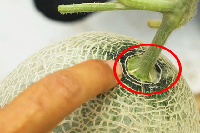 3 bí quyết chọn dưa lưới tươi ngon, ngọt lịm, giòn thơm: Mua 10 quả chuẩn cả 10