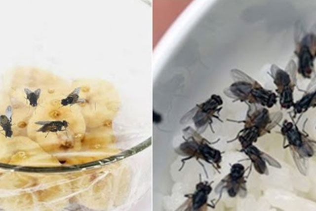Bẫy ruồi chỉ cần 1 trái chuối, cả đàn có vào không có ra, nằm bất động chịu trận