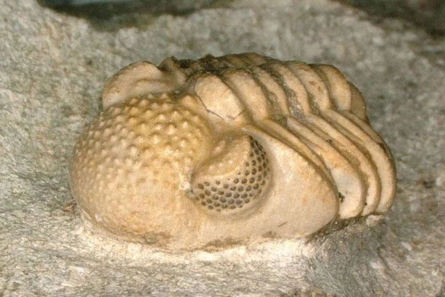 Trilobite, loài sinh vật cổ đại có siêu mắt kép