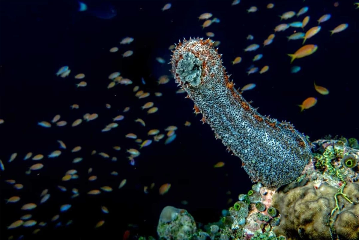 Đường tiêu hóa của những con hải sâm có thể làm sạch biển. Chúng ăn bất kỳ thứ gì ở dưới đáy biển và sau đó thải ra cát sạch.