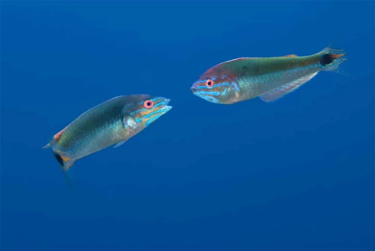 Nhiều loài cá là sinh vật lưỡng tính. Chúng được sinh ra với khả năng có thể thay đổi giới tính. Nếu cần thiết, một con cá cái có thể trở thành một con cá đực để tăng khả năng sinh sản.