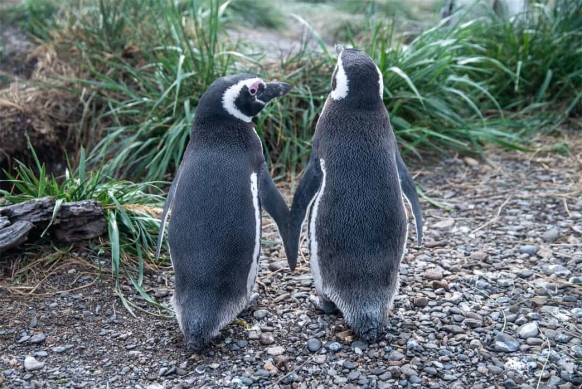 Những chú chim cánh cụt được cho là những sinh vật rất đáng yêu khi chúng kết đôi và sinh sống với nhau suốt đời. Những chú chim cánh cụt đực thậm chí còn cầu hôn người bạn đời của nó bằng cách tặng cho đối phương một viên sỏi.