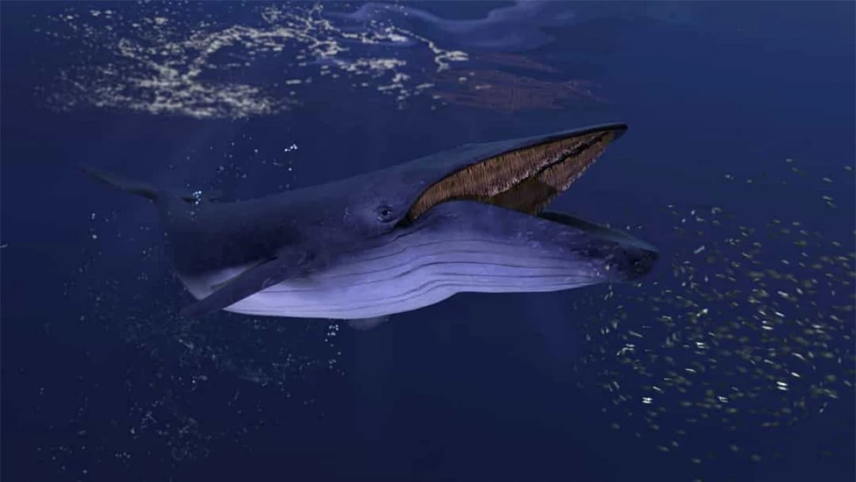 Lưỡi của cá voi xanh thậm chí còn nặng hơn cả một chú voi. Những chú cá voi xanh có thể nặng tới 190 tấn. Chỉ riêng lưỡi của nó đã nặng tới 8 tấn.