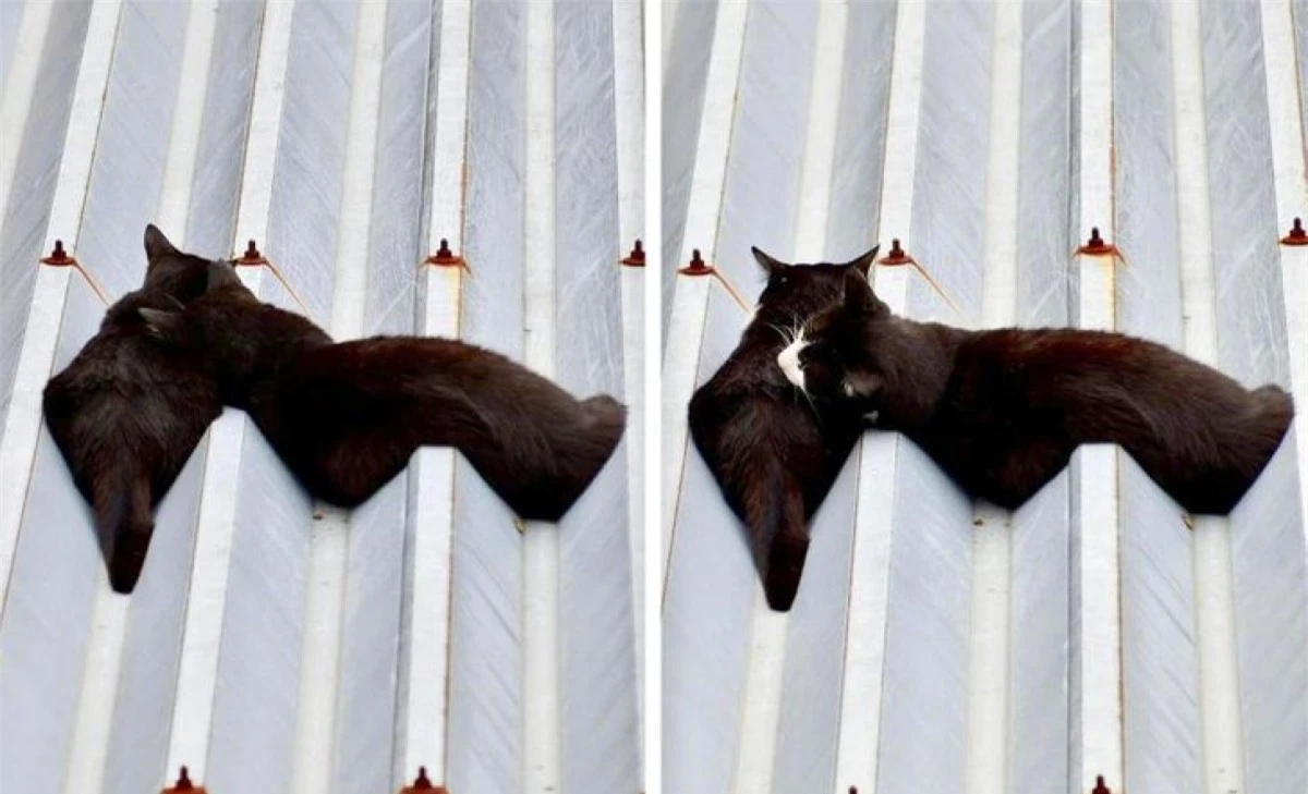"Chất lỏng" màu đen kỳ lạ trên mái nhà này hóa ra lại là hai chú mèo đang âu yếm nhau.