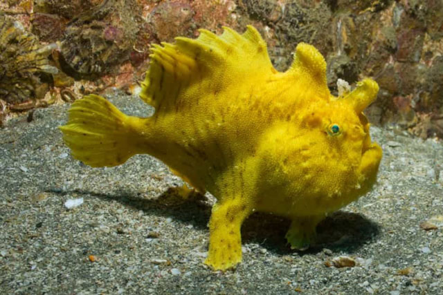 Độc đáo những loài sinh vật có các đặc điểm kỳ lạ như đến từ hành tinh khác