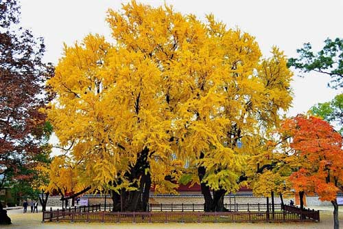 Cây ngân hạnh 600 tuổi tô vàng một góc trường đại học lung linh như truyện tranh