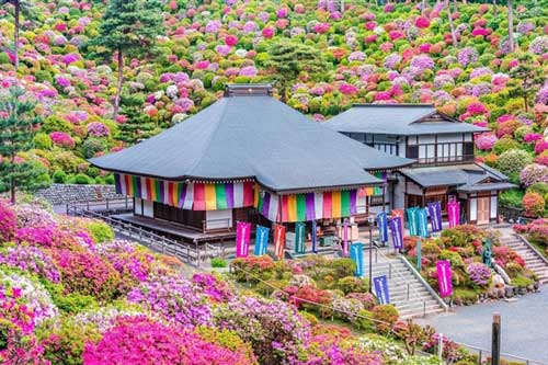 ‘Ngôi đền hoa’ gắn với truyền thuyết nữ tu sĩ thọ 800 tuổi nhờ nàng tiên cá