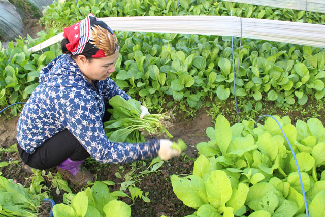 Giá thịt lợn hạ nhiệt, giá rau xanh lại tăng phi mã