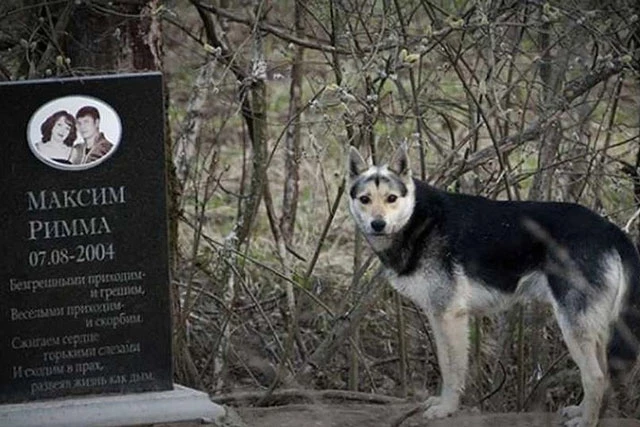 Chú chó sống cạnh mộ ông bà chủ từ năm 2004. Ảnh: Newsflash. 