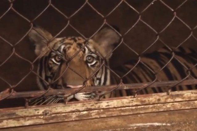 Nghệ An: Liên tiếp bắt giữ nhiều vụ nuôi nhốt hổ trái phép