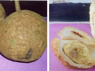 Sầu riêng không gai - triệu quả mới có một