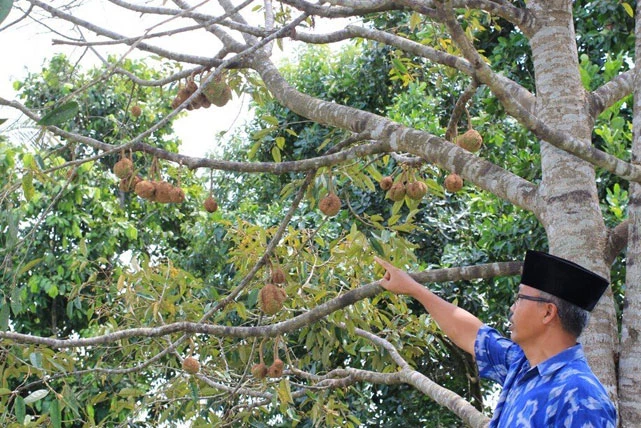 Quả sầu riêng không gai đầu tiên mọc trên đảo Lombok, phía đông Bali, Indonesia. Ảnh: SCMP.