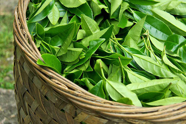 6 loại lá tắm làm mát da, trị rôm sảy cho con cực hiệu quả