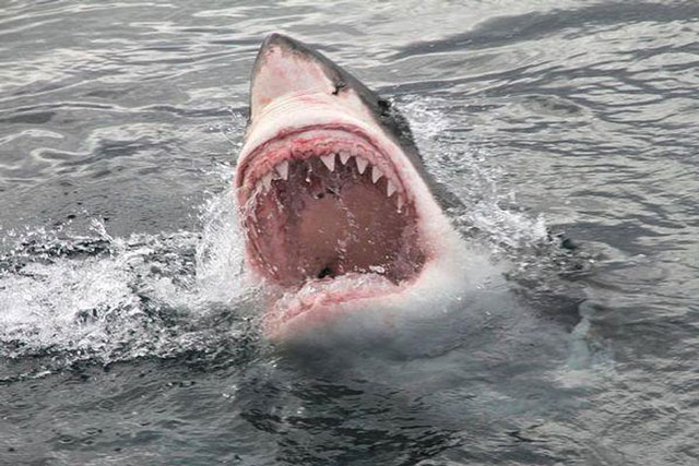 Đối mặt với cá mập trắng, người đàn ông thoát chết thần kỳ