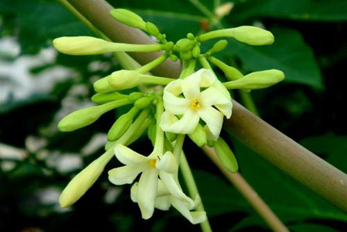 Trị ho hiệu quả với những bài thuốc từ hoa đu đủ đực