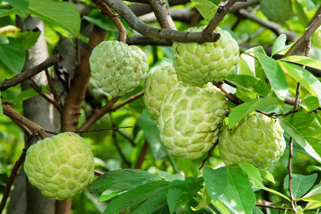 8 công dụng chữa bệnh thần kỳ từ quả na